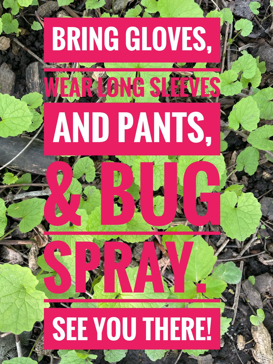 Pulling for the forest 🌳 Come join a #garlicmustard pulling party to give  our forest a fighting chance against #invasives. How many bags can we remove? 

Date: Thursday, May 25, 2023
Place: #AdamsonEstate (Enola Parking lot), #Mississauga
Time: 6-8 pm

Hope to see you there!