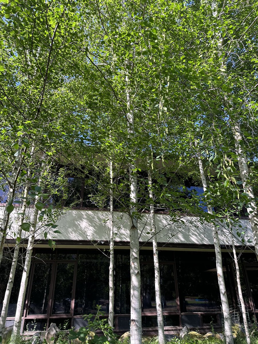 Silver birches, blue skies, & a bit of #midcenturymodernism. A few of my favourite things on the #WalkToWork