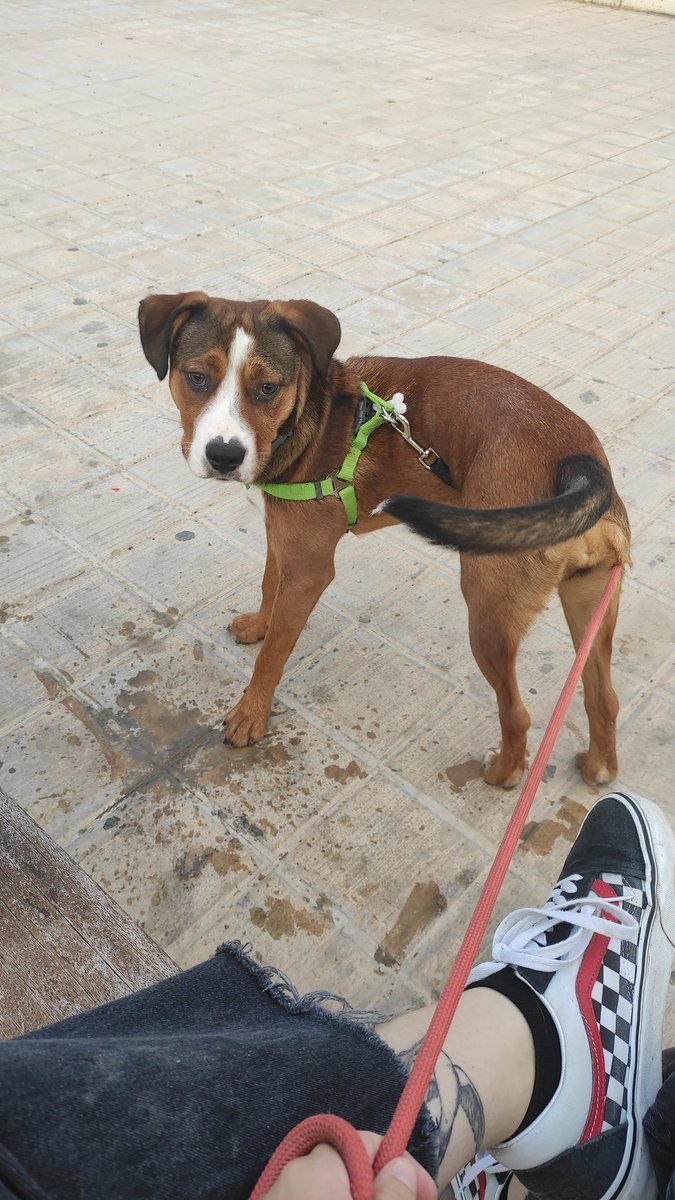 soclameit's tweet photo. La meua gossa // com es diu https://t.co/PVIlOWF9Ma