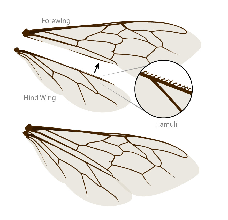 UTRGVCOS's tweet photo. #COSBites
Bees actually have two pair of wings! 🐝 The two wings each side hook together to form one larger pair when flying and then unhook when they’re not flying. 
#bees #sciencefacts #UTRGVCOS #biology https://t.co/c7sn14a3LV