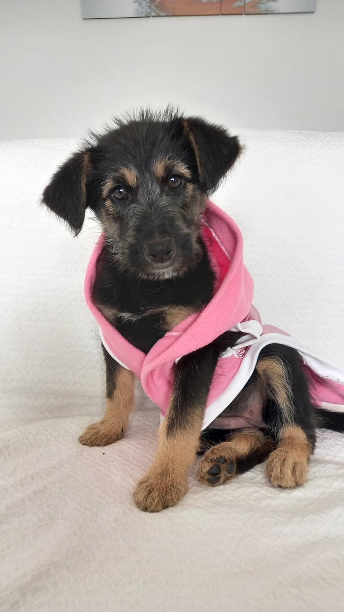 Nitta en adopción responsable 🤍
Escribinos a través de nuestro Instagram <a href="/propatasrosario/">ProPatas Rosario</a>.