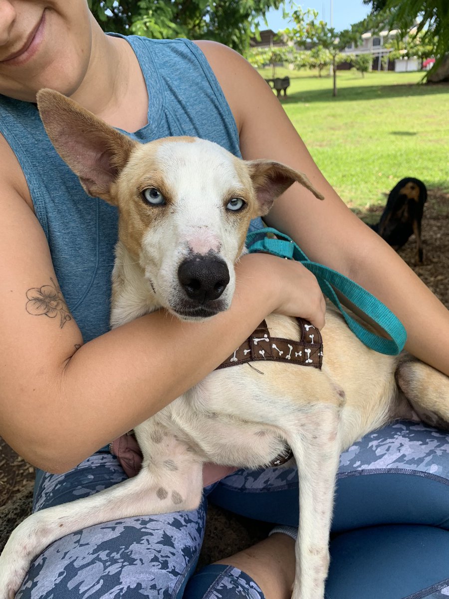 Eladio sigue buscando casita 🥹 pls rt!!! El perro más amoroso y sociable que van a conocer 🩷🩷🩷 Info 83669111