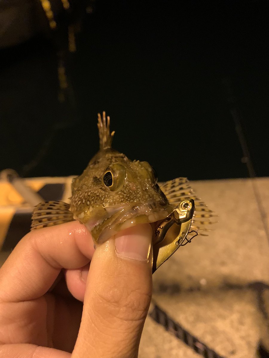 Osakanasan2001's tweet photo. フラッシュユニオンのフルメタルソニック使ったライトゲーム、死ぬほど楽しい。
大学時代のバイト先の先輩が餞別でくれた物なんだけど、せっかくだから使い倒そうと思って使ったら爆釣😆
1時間で10匹近くメバルとカサゴ釣れた🥺
#Flashunion
#フラッシュユニオン
#フルメタルソニック https://t.co/16oqT9PPtc