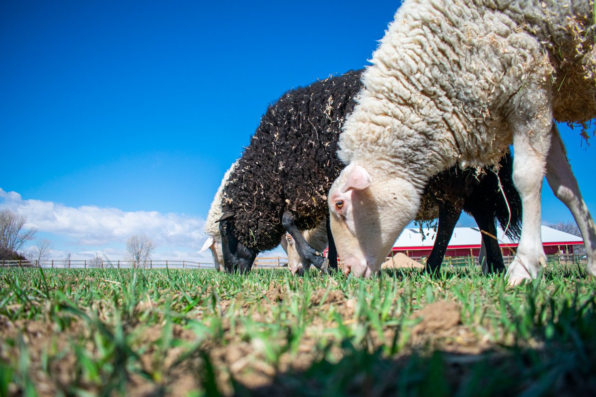 Luvin Arms Animal Sanctuary tweet media
