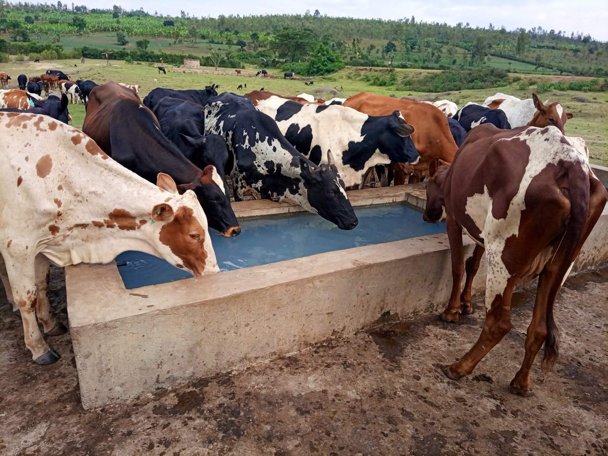 RwandaAgri's tweet photo. Ikiganiro cya MINAGRI cyo kuwa Kabiri tariki ya 23/05/2023 kuri @Radiorwanda_RBA 100.7 FM, (07h00’-08h000’) kizavuga ku kwitegura ibihe by’impeshyi mu bworozi hagamijwe kongera umukamo. Tuzaguruka ku gufata amazi, guhunika ubwatsi n’ibindi bifasha kongera umukamo mu gihe cy’izuba https://t.co/XLe9mjbXQq