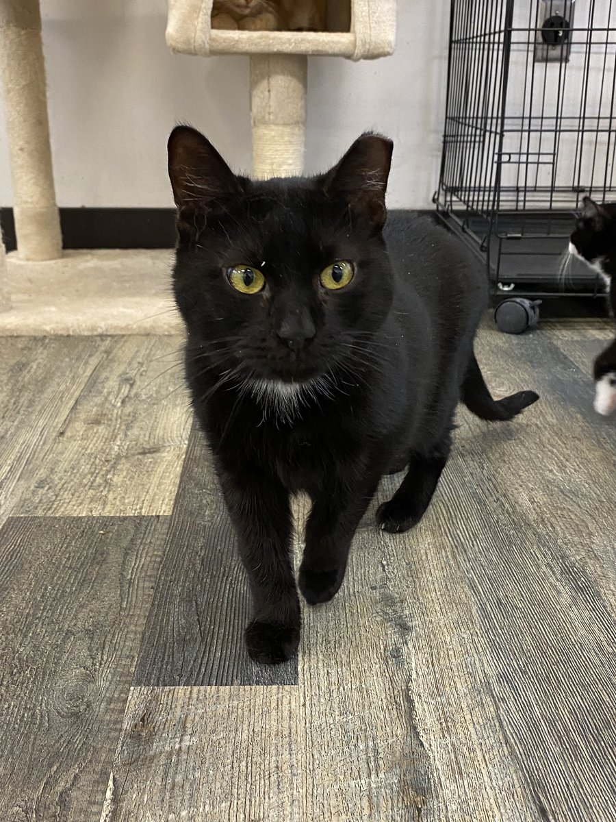 The Black Cat Market Cat Café on Twitter "What a day to