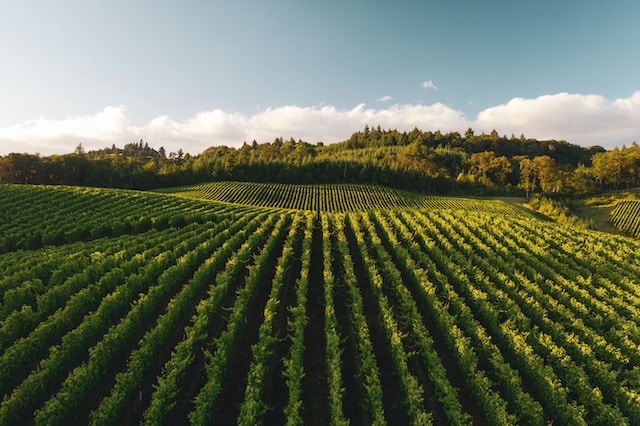 🌱 Exciting advances in precision agriculture are transforming vineyard management! 🍇 #PrecisionAg #Vineyards #Innovation