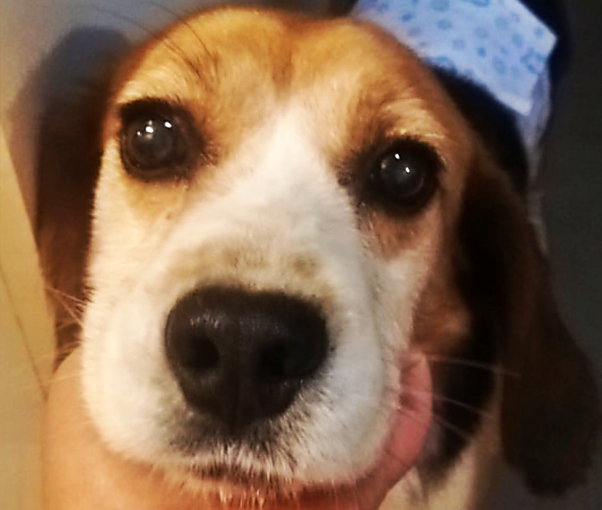 SosAbuelos1's tweet photo. #OURENSE
Os vamos a presentar a tres preciosos abueletes rescatados de la perrera.

Ellos son:
▪︎#THOR (Bodeguerito) de 8 añines: Tiene un pasado complicado. Risueño, entrañable y dulce.

▪︎#SASA (Podenquita) de 9 años: Más buena que el pan con nocilla. Tranquila y adorable.

▪︎#KALOU (Beagle) de 9 añitos: Un bonachón, muuuuy cariñoso.

Rescatamos animales con la esperanza de regalarles un futuro. Pero solo podemos lograrlo con vuestra ayuda. 

WhatsApp 637751586 (Llamadas sólo urgencias). // animaisarume@gmail.com