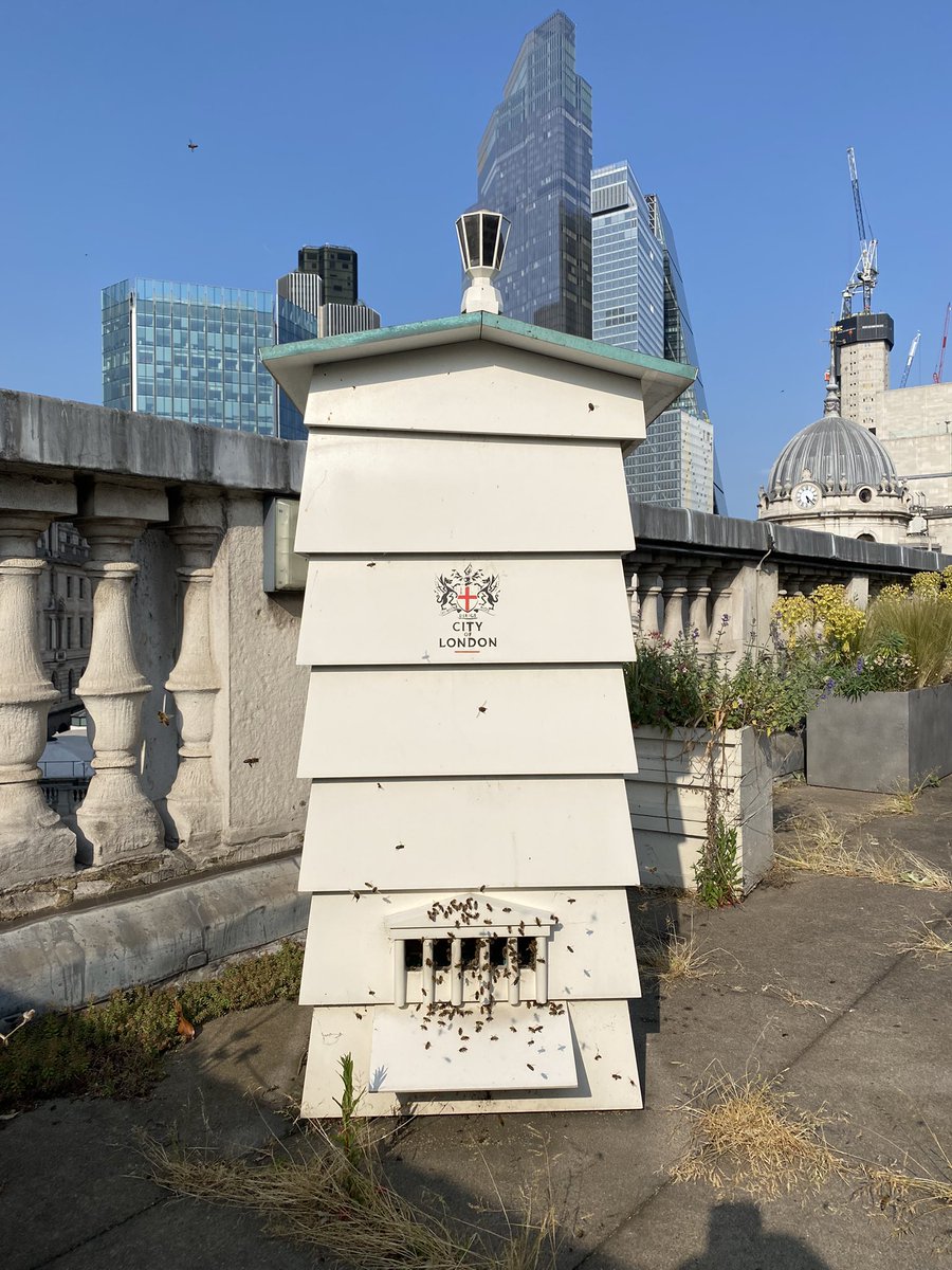 Had the pleasure of showing the Mansion House bee hives to guests from <a href="/BeesAbroad/">Bees Abroad</a>  today. Some of their trustees attended as part of a #worldbeeday charity auction event prize. Afterwards we had tea and pleasant conversation with the Lady Mayoress <a href="/citylordmayor/">Lord Mayor of London, Alastair King</a> <a href="/cityoflondon/">City of London</a>