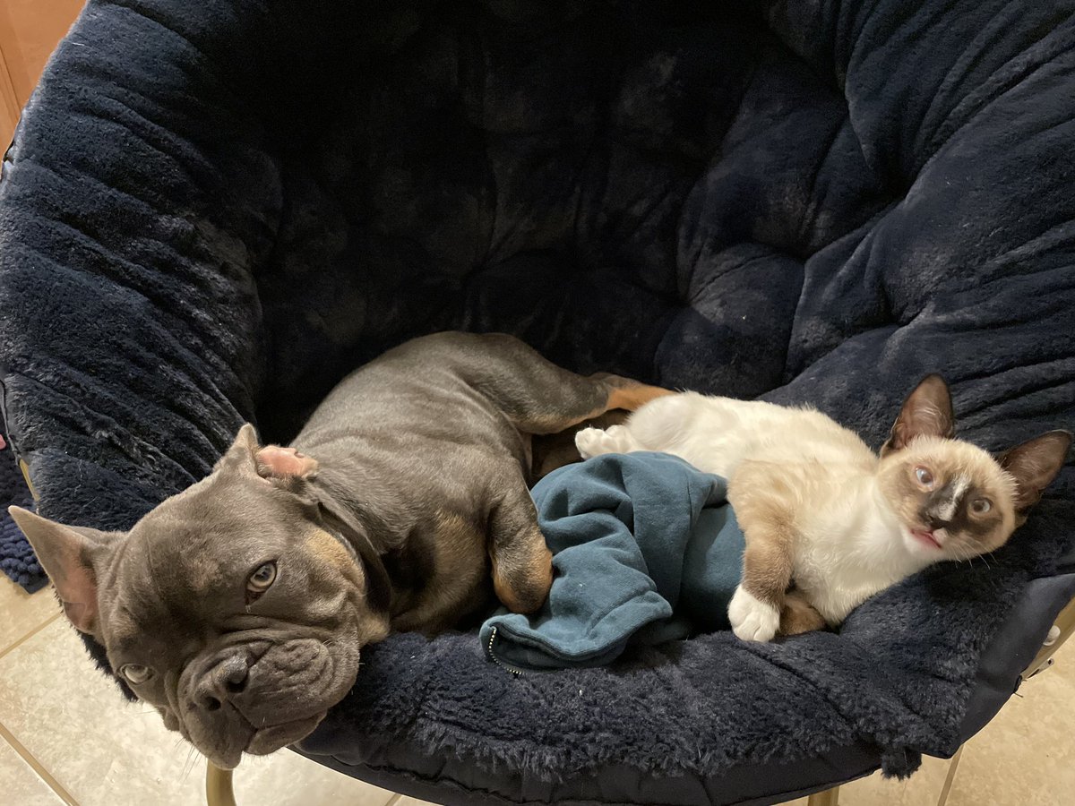 nicosmithishere's tweet photo. @kathleenmadigan Sending you love from my five kids, two dogs, four cats and two birds! Hope everything works out ❤️ https://t.co/ckiI9BMV4s