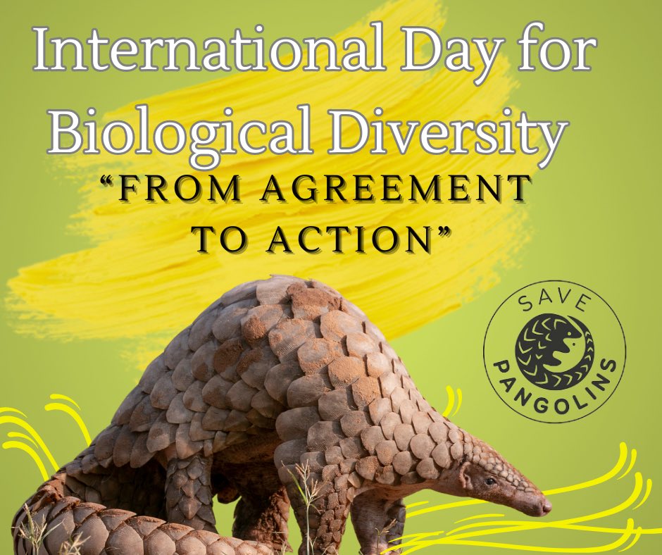 #InternationalBiodiversityDay 
Save Pangolins works with individuals within the home countries of all eight pangolin species to make sure there is enforcement of the laws on the books to protect pangolins. With their help and yours, we can build back biodiversity together!