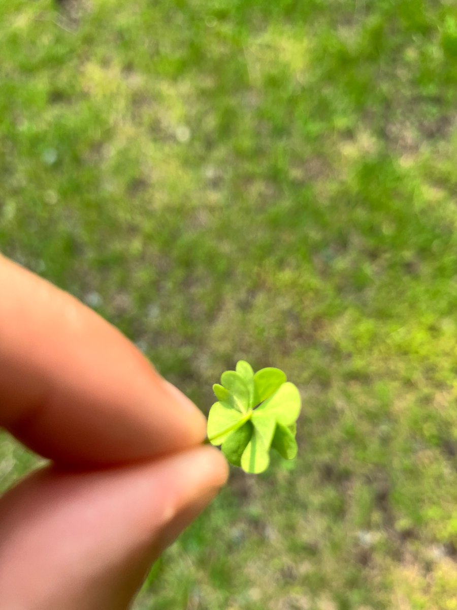 Is this a 4 leaf clover? If not then WHAT?