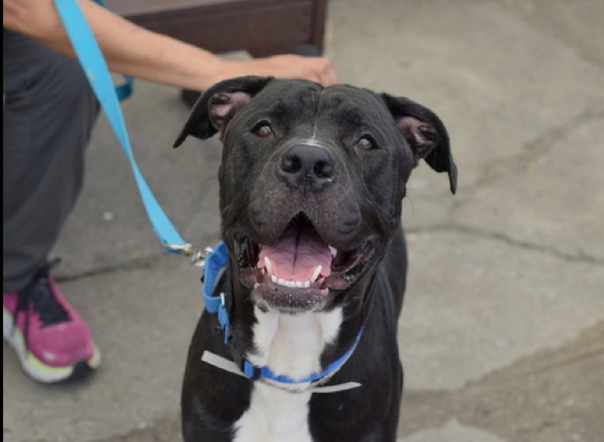 MyBoxerLuvMac1's tweet photo. 💔Aruba💔
#NYCACC #169365
▪️Relisted TBK: 5/23💉

▪To #Adopt/#Foster:
▪️Pls DM: @CathyPolicky
@notthesameone2

Or
▪Pls Email:
nycdogslivesmatter@gmail.com
+
▪Fcbk:
https://t.co/fJVgBvc8Ex

▪Solo Pet
▪Live in N.East
▪No kids under 13

Tysvm
💗Aruba https://t.co/ekSKnpIgEj