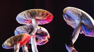 SarahAPearsonn's tweet photo. The positive trajectory of alternative therapies in Canada's medical landscape sets the stage for #LucyDiscovery's success. The approval of MDMA therapy is a milestone in the psychedelic revolution. Exciting times ahead! #AlternativeTherapies #PsychedelicRevolution https://t.co/743JO09HzD