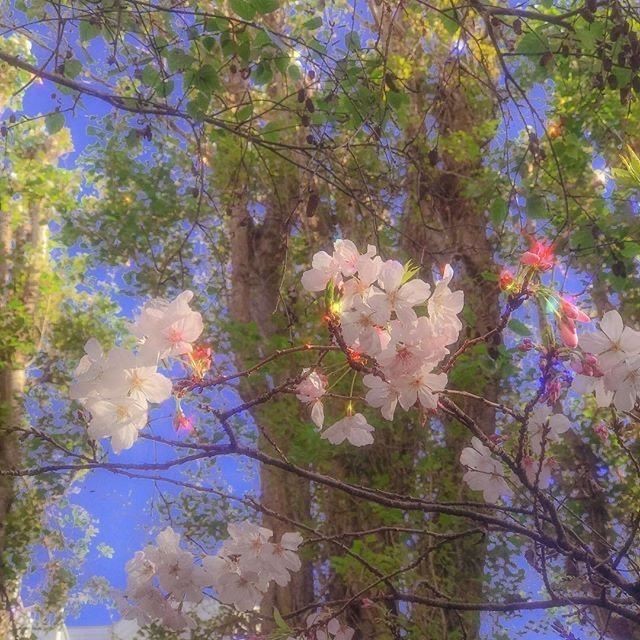 13ahsatan's tweet photo. Go to Pinterest, write your name then "vibe" for ur aesthetic! 🌸🌱 https://t.co/WEB3r9WyfU