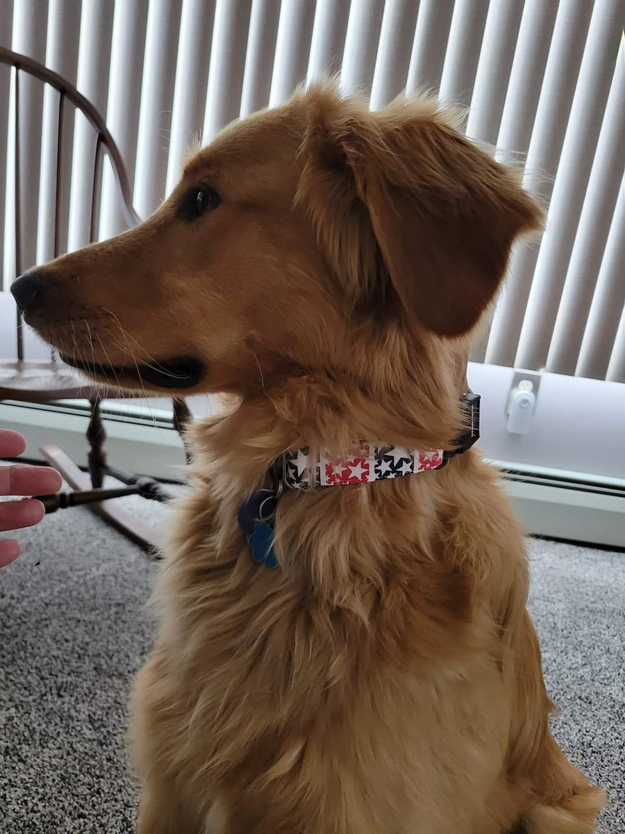 Rubi models her newest classy collar, 'Stars in Squares' !!
wesewclassycollars.com 
Send us a PM for info!

#rescuedogs #adoptdontshop #todaypets #topdogphoto #bestwoof #mydogiscutest #dogsofinsta #petsofinsta #handmade #madeinusa