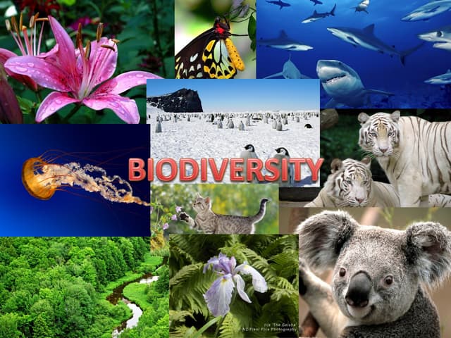 ZainabA08160282's tweet photo. Biodiversity starts in the distant past and points toward the future
#SaveMHNP
#IWMBVolunteers
#allspeciesmatters https://t.co/8WHgwRTIo6