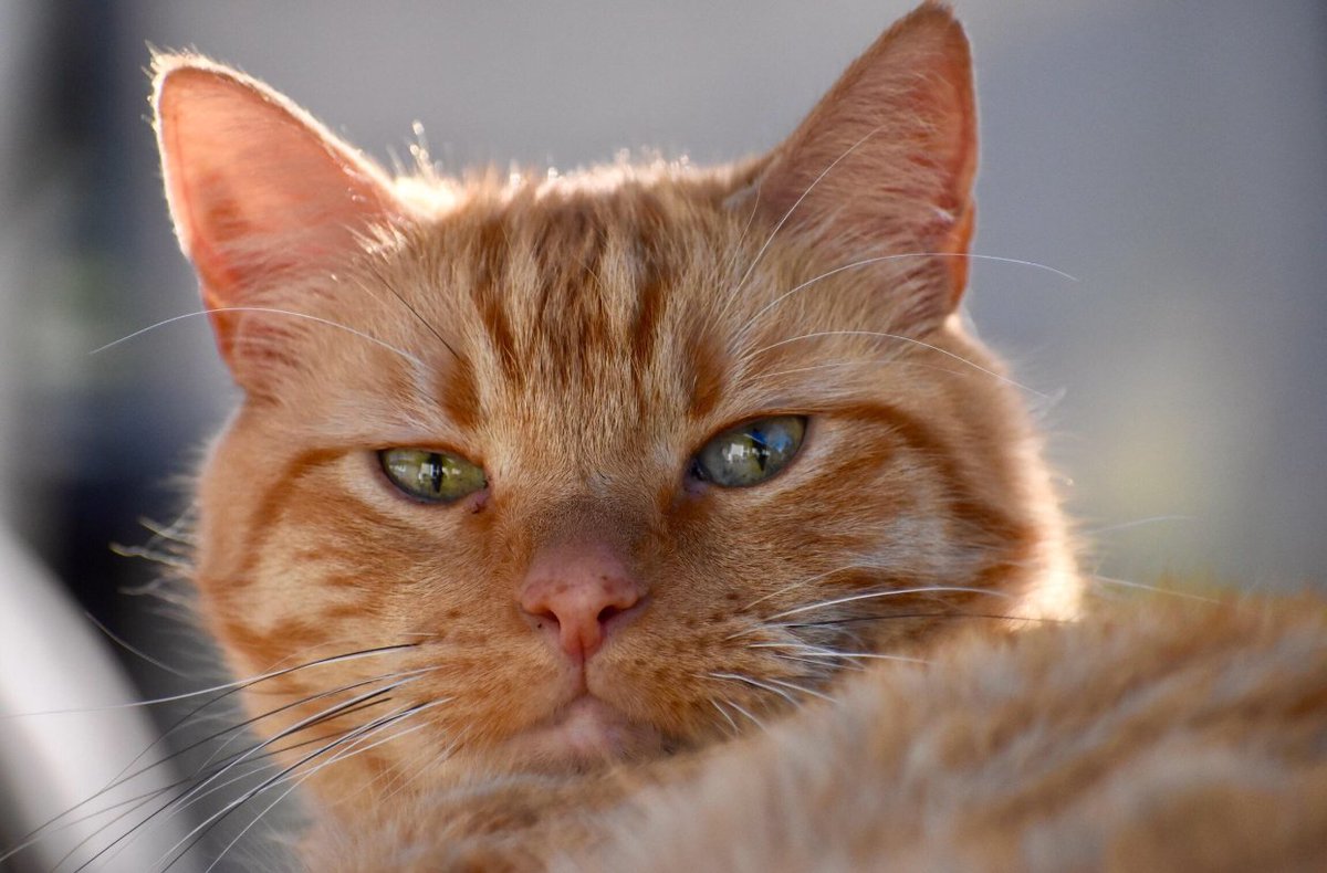 pen_is_mighty's tweet image. They will not go quietly,
the cats who've shared our lives. 
In subtle ways they let us know
their spirit still survives. 

-Dylan Thomas