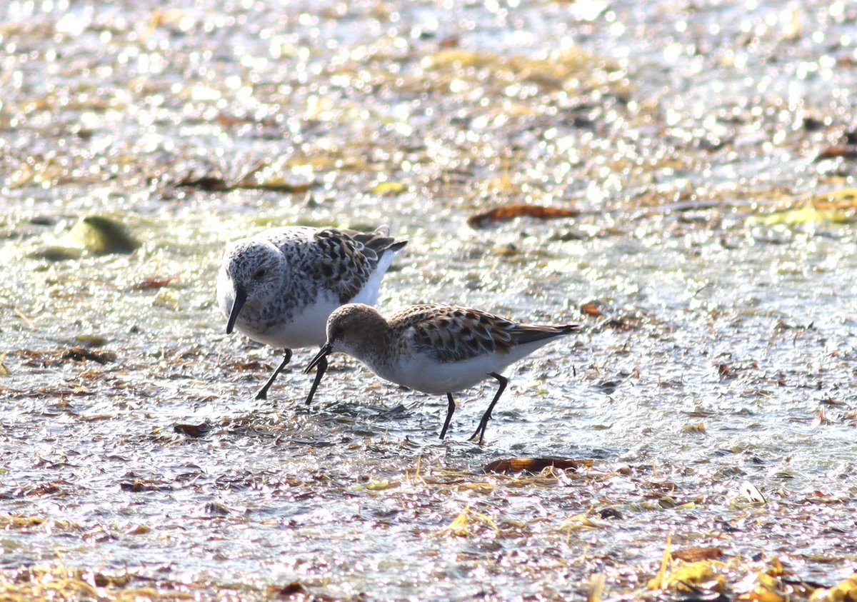 A Little Stint making a Sanderling look huge today in O Grobe in northern Spain. Wader numbers are very high, especially Sanderling, Dunlin and above all Ringed Plover. Is the persistent northerly wind holding them back?  Great to see waders up close. ⁦⁦<a href="/BirdingGalicia/">birding.gal</a>⁩