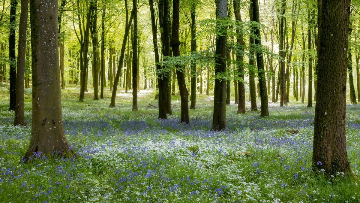 Some more lovely woodland with wild garlic and a smattering of bluebells. #wexmondays #fsprintmonday #appicoftheweek #sharemondays2023 @CanonUKandIE @kasefiltersuk @sdnpa #woodland