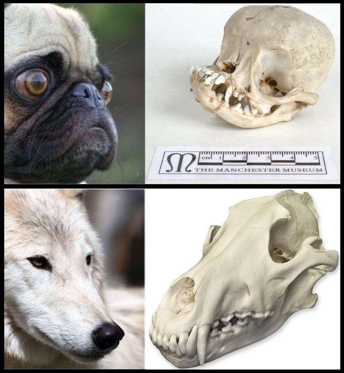 ...
🚨 UN EJEMPLO DE SELECCIÓN ARTIFICIAL VS SELECCIÓN NATURAL

Las caras aplastadas son las que hacen que ciertas razas de perros, como los bulldogs o pugs sean tan feas y lindas a la vez. Pero esa apariencia tiene un costo.

Muchos perros de estas razas padecen una enfermedad