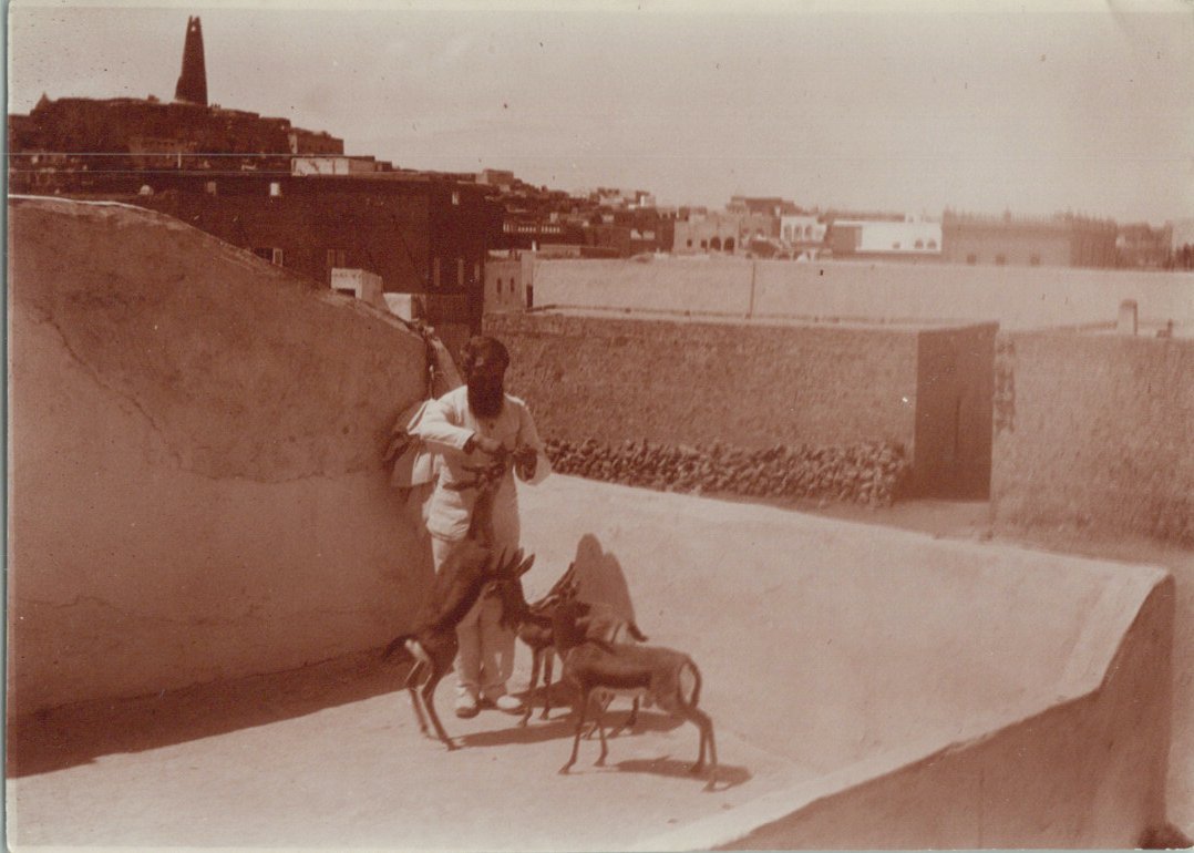 Algérie, Mzab, des jeunes gazelles cgi.ebay.fr/373387115150 #Algérie