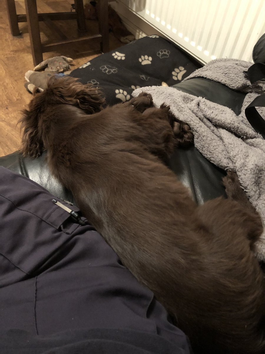 JetBlackLab2019's tweet photo. Announcement 🙌🏻 I have worn the puppy out 😂 #DogsofTwittter #dogs #sleepyspaniel #cute #puppy https://t.co/sDD1XV95dF