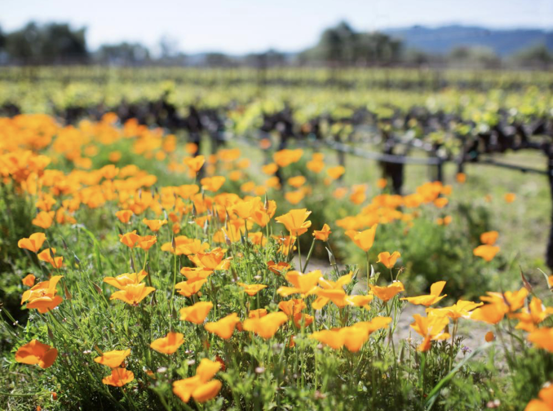 SENZAHotelNapa's tweet image. RT @GlobalCynergies: Photo-Worthy Spots for Spring in #NapaValley.

visitnapavalley.com/blog/post/inst… 

@VisitNapaValley #GCPreferredPartner