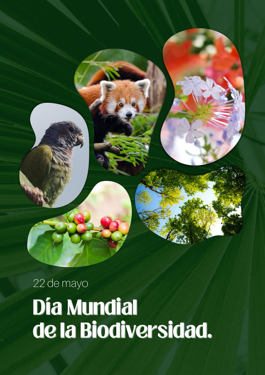 Hoy 22 de mayo se celebra el Día Mundial de la Biodiversidad. 

Los recursos biológicos son los pilares que sustentan las civilizaciones, la deforestación, caza indiscriminada, y demás acciones del ser humano amenazan la mera existencia de la misma. 

#BiodiversityDay