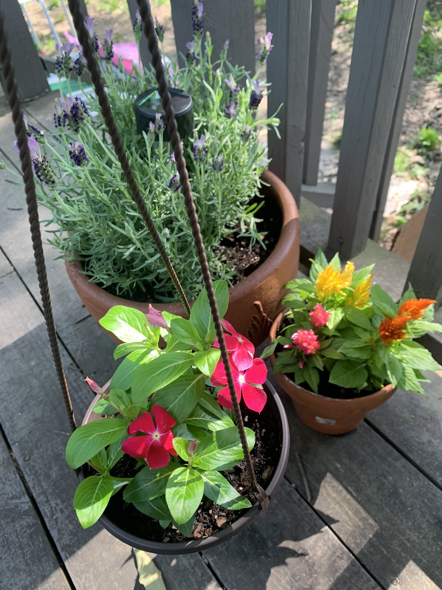 bummerspice's tweet photo. Hey y’all mind if I drink beer and meddle in the garden all day https://t.co/QpIS5KRD6k