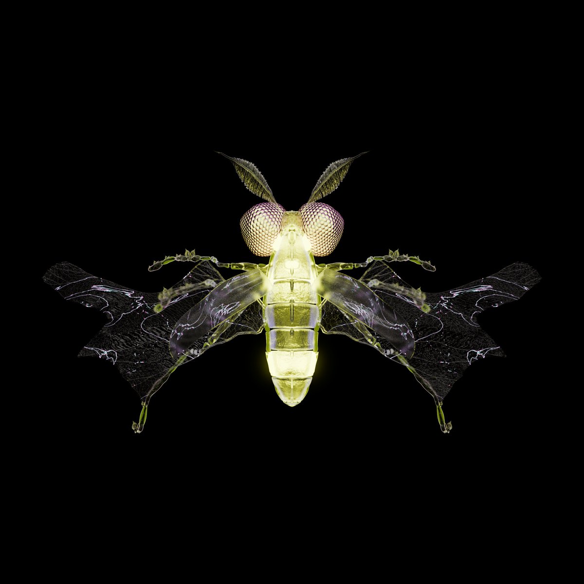 <a href="/chrysalismNFT/">CHRYSALISM</a> Coleopteraerta lynxies from an aether crystal.