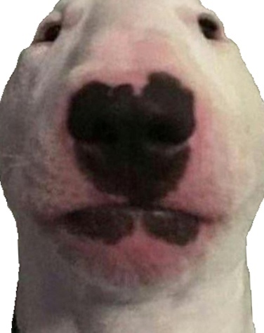 rDogeLore's tweet photo. I compilated all the doges templates into a single imgur link[+150 pics] | u/lianhy0326 | https://t.co/8I4GWWbR1Z https://t.co/XVOulLbgnr