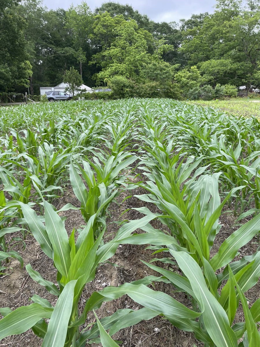 coveryoursoil's tweet photo. This year is the most dramatic sulfur deficiency we have seen at the Cullars Rotation. Corn in 1st pic has received no S since 1911. The 2nd and 3rd pic are no N and complete fertility for comparison. �� https://t.co/H4yuP8GPI1