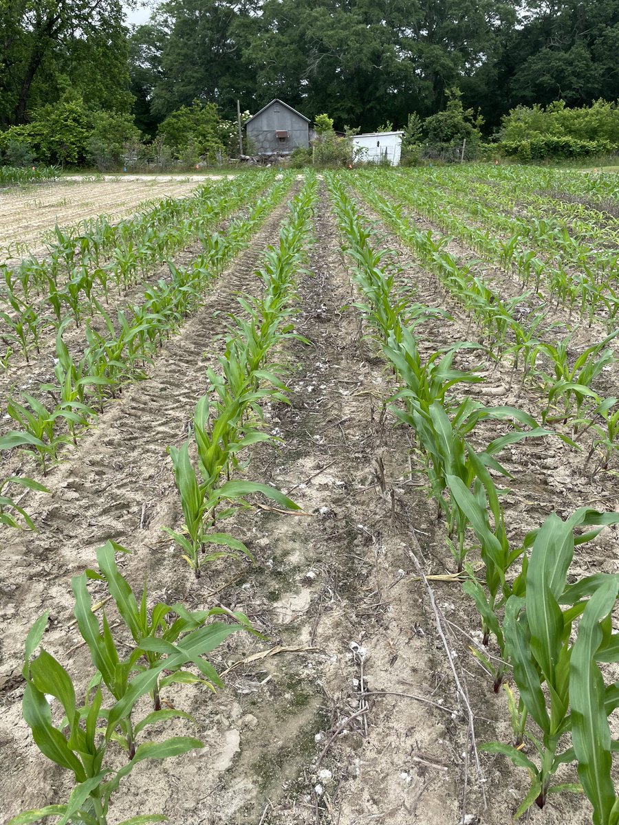 coveryoursoil's tweet photo. This year is the most dramatic sulfur deficiency we have seen at the Cullars Rotation. Corn in 1st pic has received no S since 1911. The 2nd and 3rd pic are no N and complete fertility for comparison. �� https://t.co/H4yuP8GPI1