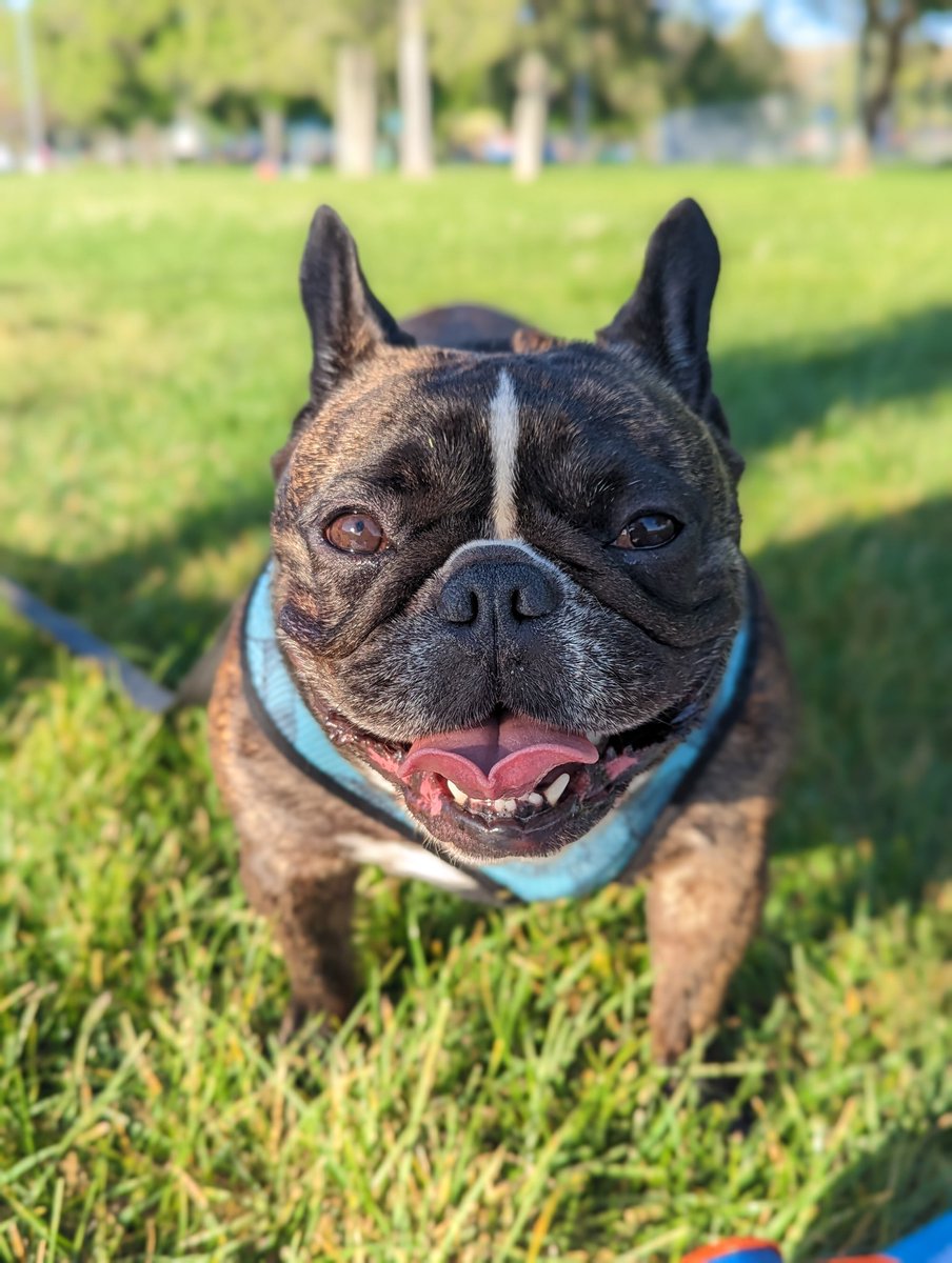 Mariel | UGC | AMAZON | PET CREATOR tweet media