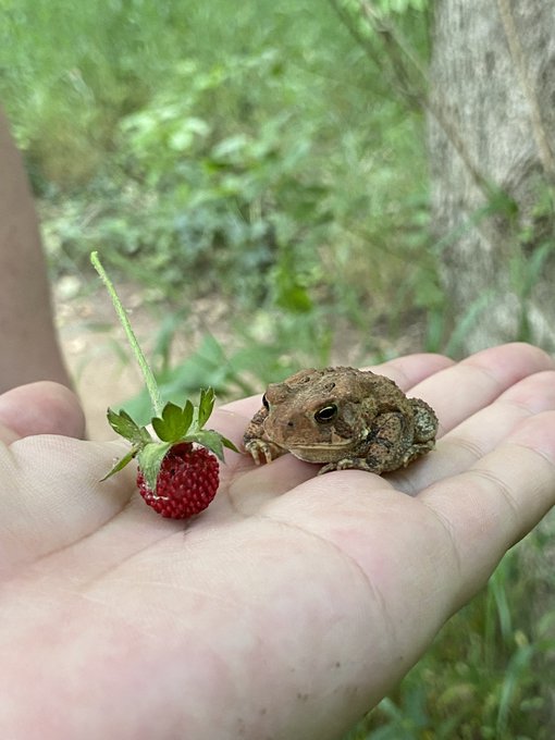 Really living the dream🍓🐸 https://t.co/o7JY9C36kD<a href="/tag/mvsales"class="tags"><span>#mvsales</span></a>