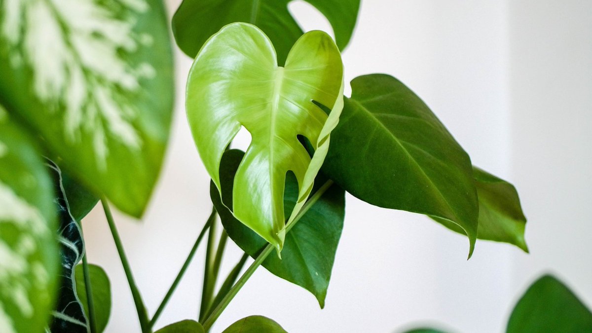 HelloFancyPlant's tweet photo. 🌱🌿 Just dropped our latest blog post on propagating plants! If you're like me and can't resist snipping off a leaf or two to grow your own mini jungle, this one's for you! Check it out and let's grow some green babies together 🌿🌱 #plantmom #plantdad #planttwitter #plantpropagation #monsteramonday 
https://t.co/AcgG4KxPUA