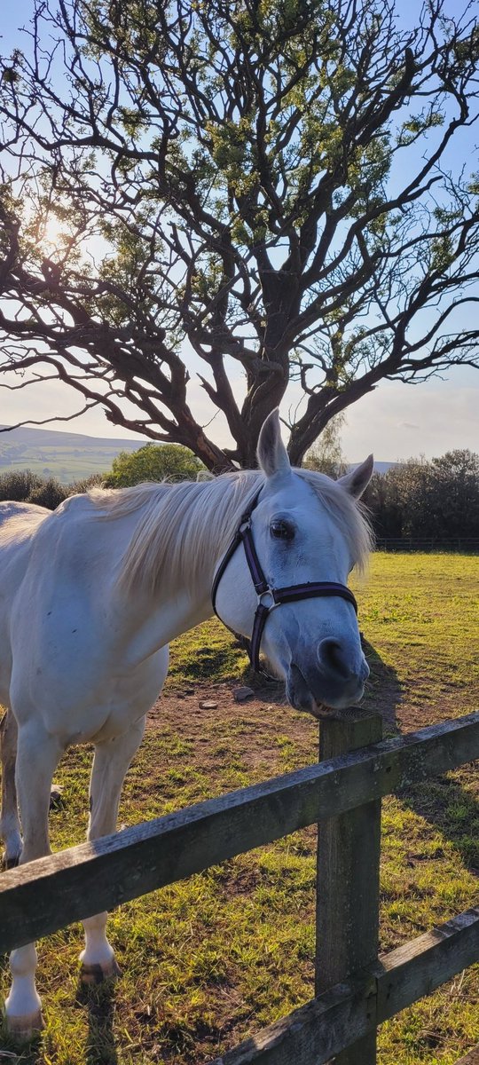 jacquihill18's tweet image. Busy weekend working , but absolutely stunning weather 🌞 @BleakholtUK @MarkPerks2021 @wynneevans @VetsforPetsUK @BCTGB #WeekendVibes #weekendworking #NightShift #animalrescue #animalsanctuarylife @AnimalWoodfield