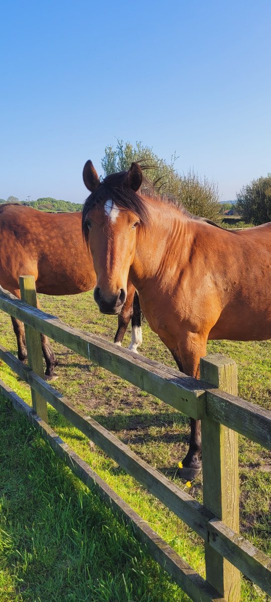 jacquihill18's tweet image. Busy weekend working , but absolutely stunning weather 🌞 @BleakholtUK @MarkPerks2021 @wynneevans @VetsforPetsUK @BCTGB #WeekendVibes #weekendworking #NightShift #animalrescue #animalsanctuarylife @AnimalWoodfield