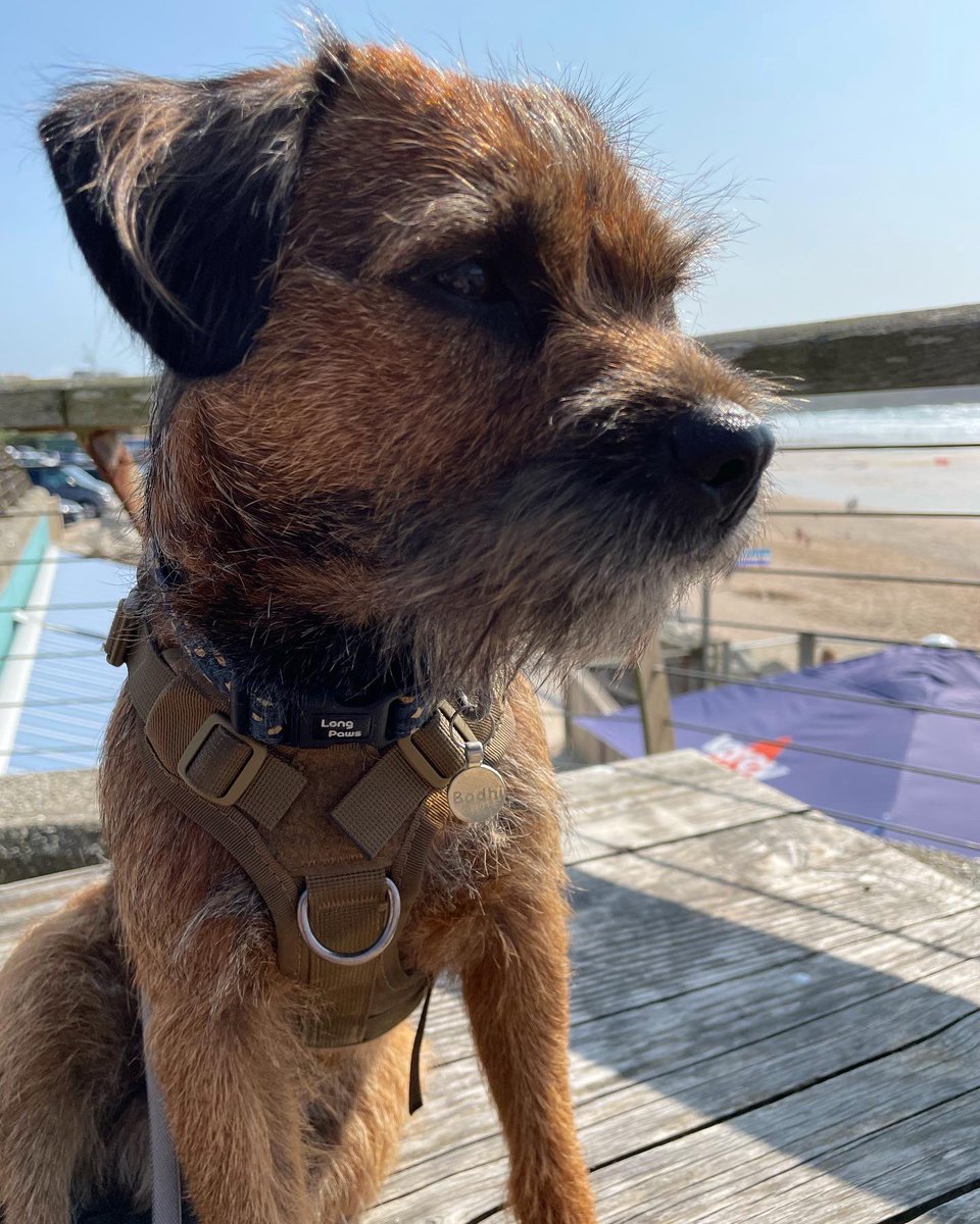 BodhiSattvas21's tweet photo. Adding lifedog to my never endin list ov jobs. Its a hard life, but sum dog has to do it. #Bodhi #BTPosse #DogsofTwittter #dogcation https://t.co/Eo0LnYzaCj
