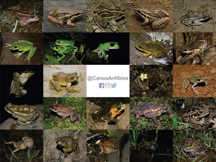 En el Día de la #DiversidadBiológica, una muestra de la riqueza de anfibios del Parque Nacional Calilegua. Pero aún falta una foto, la Rana Marsupial de Calilegua (Gastrotheca christiani)...
@ParquesOficial @AmbienteNacion @StfgArtenschutz @ruffordgrants @CLPawards @ASG_IUCN