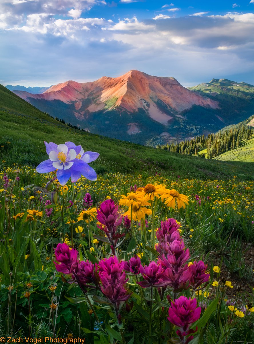 DenverChannel's tweet photo. Who's ready for wildflower season in Colorado? ๐ธ๐ผ๐บ #DiscoverCO
๐ธ: Zach Vogel https://t.co/iNMqsSNiXC