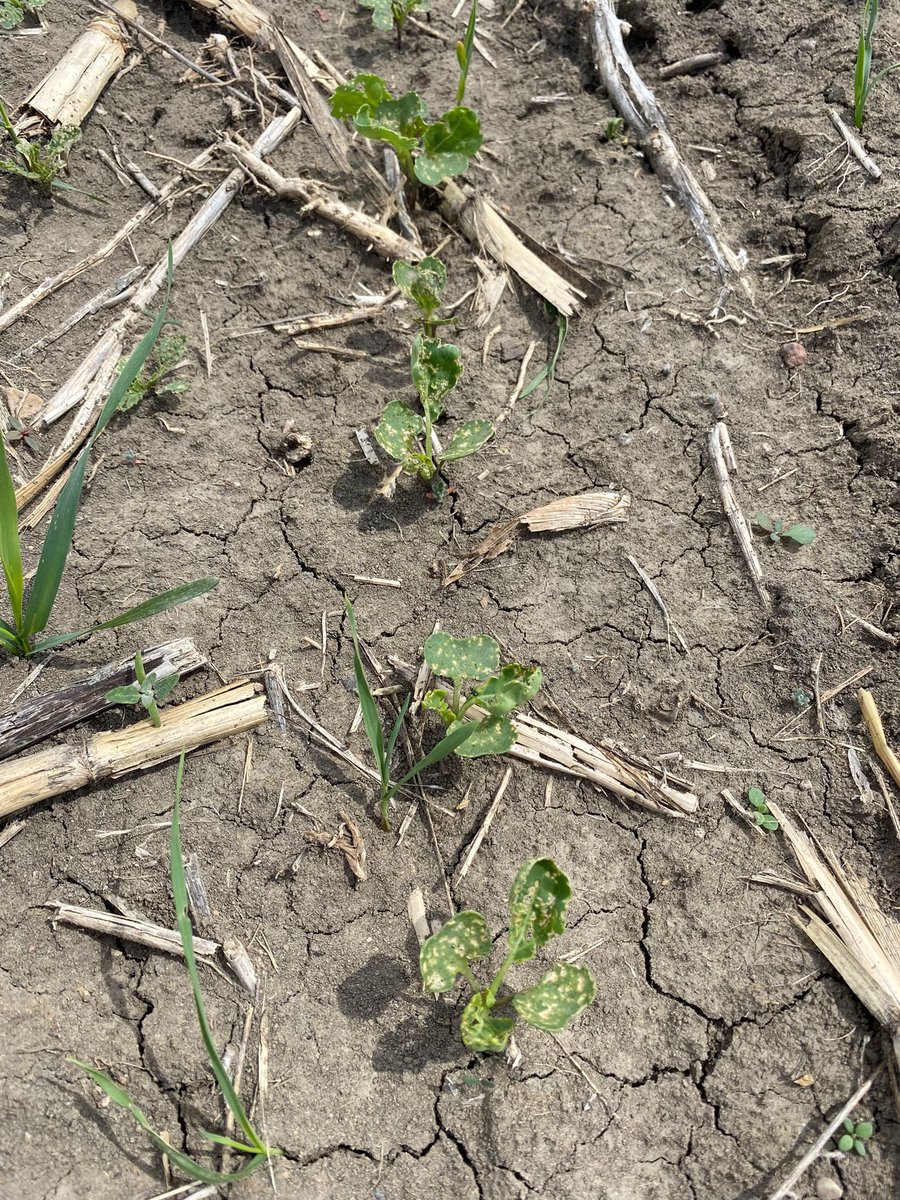 KatManson15's tweet photo. Check your fields! Flea beetles arrived Saturday on early seeded fields https://t.co/JWLwmtenww