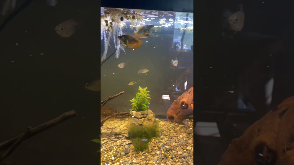 FlakeFood's tweet photo. Aquariums: Let’s feed my 40 G ...
#AquariumFish #Corydoras #DwarfGourami #Fish #Gourami #PetFish #Plecco
https://t.co/k1YC4BzyuW https://t.co/rsVYGLJIRT