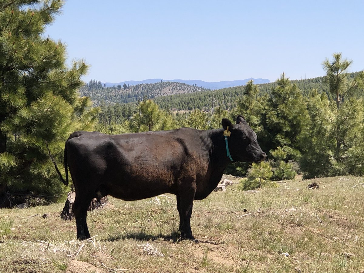 Tracking cows from space -- find out what technology allows us to do it and how you could do it too. livestockecon.ucdavis.edu/blog/2023/05/2…