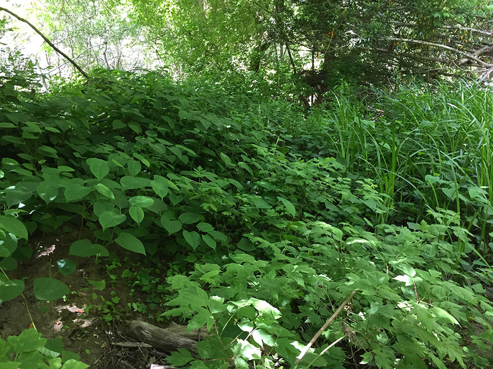 olyecosystems's tweet photo. Nix the Knotweed 2023 - https://t.co/EdjoRjIJtz https://t.co/r3zSYmVxeI