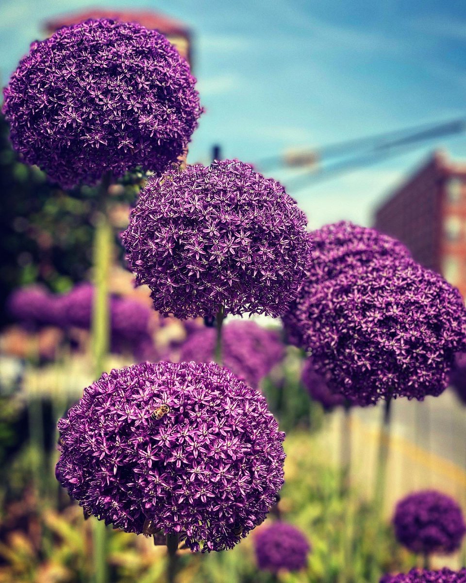 goodeness_'s tweet photo. Those #allium though! @Indstatealumni @indianastate https://t.co/8CYsg4POKy