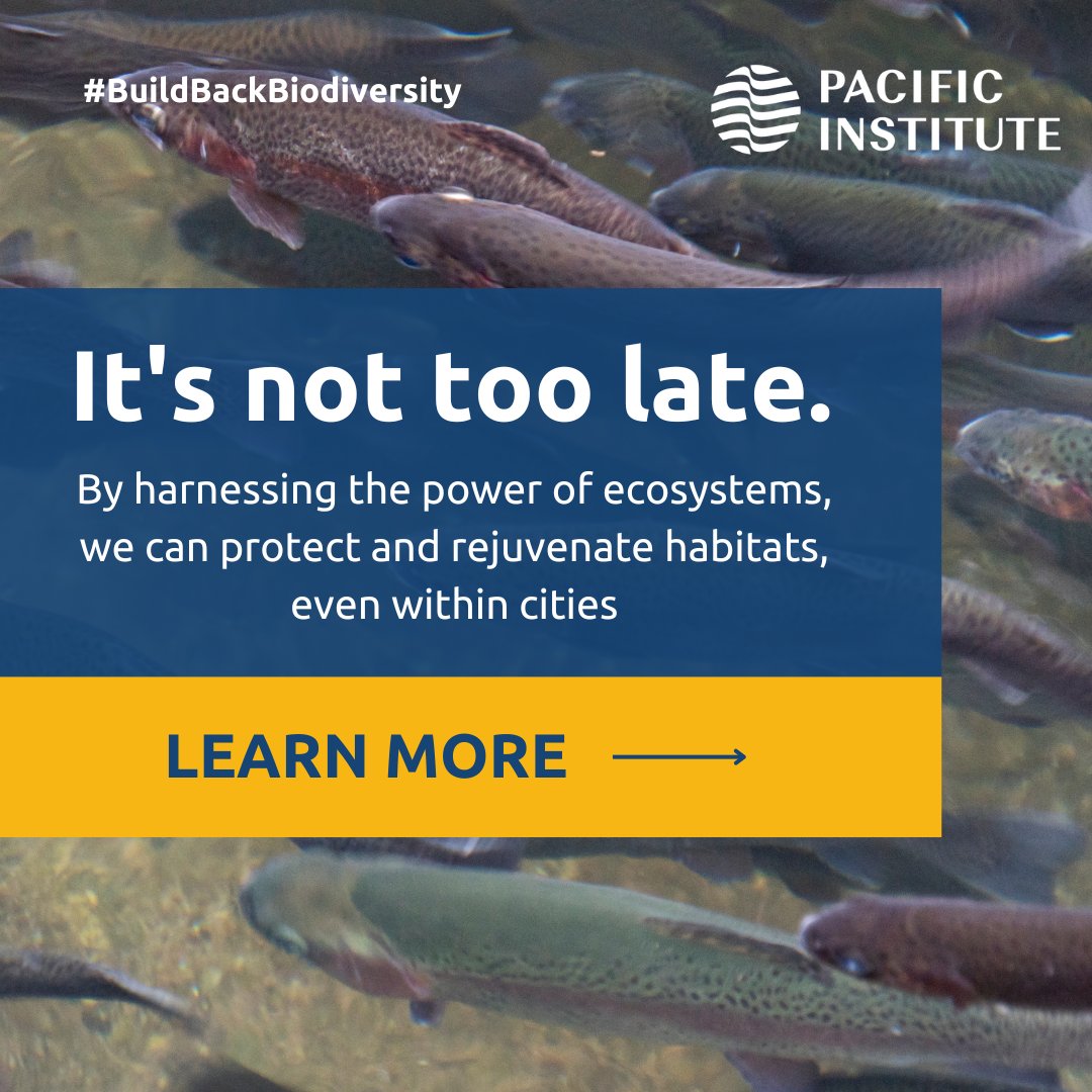 This International Day for Biological Diversity, we offer steps that can be taken to ensure a biologically diverse future for all. Learn more about how #NatureBasedSolutions can build ecological resilience: ceowatermandate.org/nbs/

#BuildBackBiodiversity