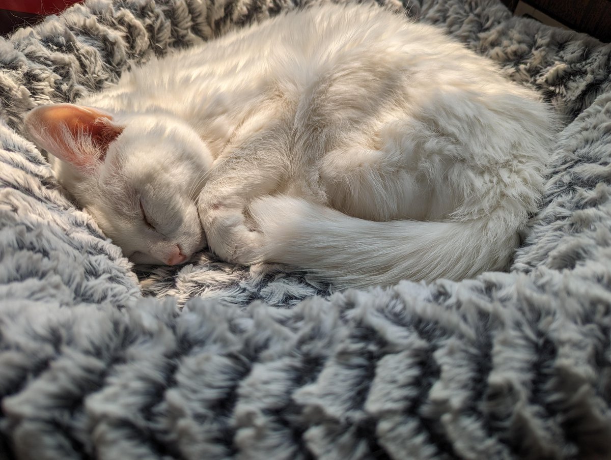 Happy birthday to this sleepy kitty. She turns 20 today! #animal