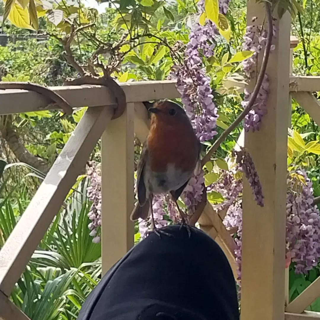 Getting friendly with the local birds #pets